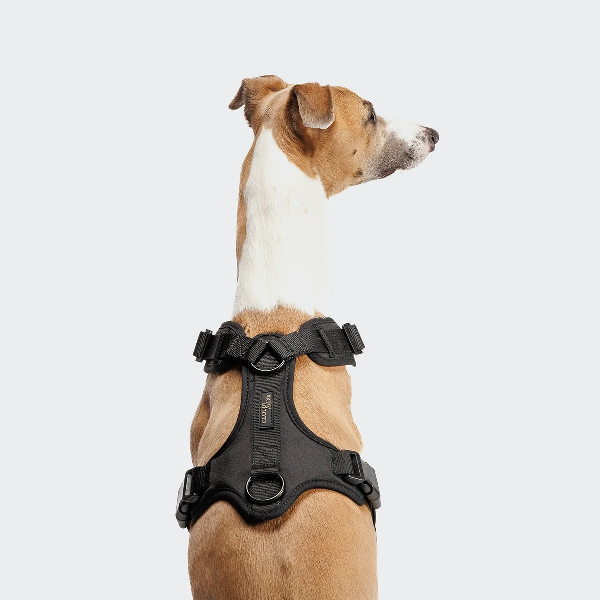Hundegeschirr in Berlin - vor Ort beraten lassen und passendes Modell finden