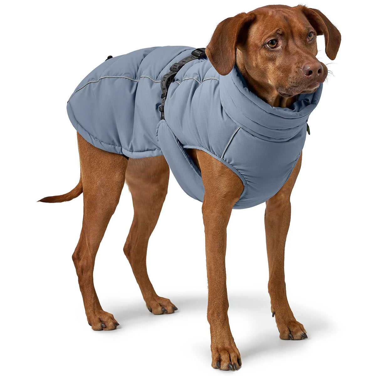 Hunter Dog Coat Paxton Blue