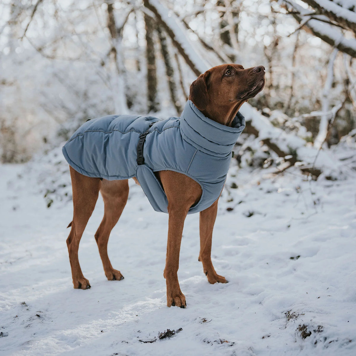 Hunter Dog Coat Paxton Blue