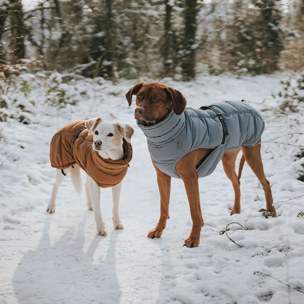 Hunter Dog Coat Paxton Blue