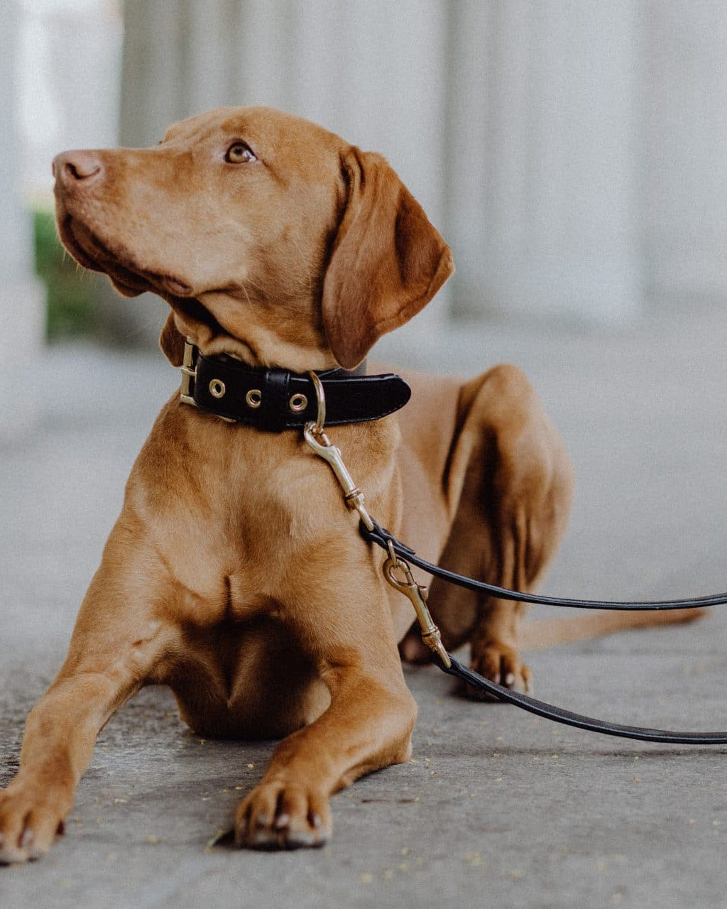 Allen Barkly Lederhalsband braun