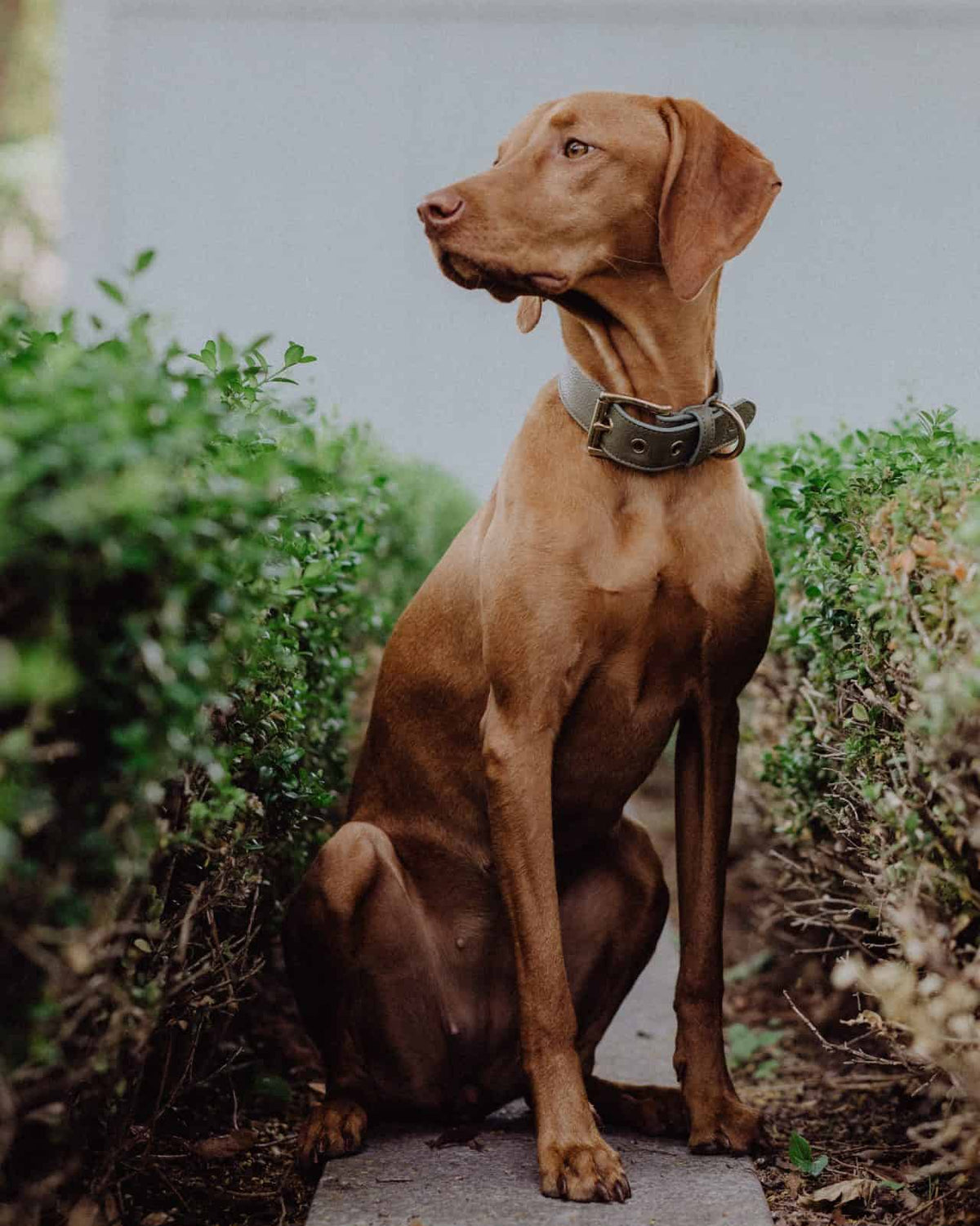 Allen Barkly Lederhalsband braun