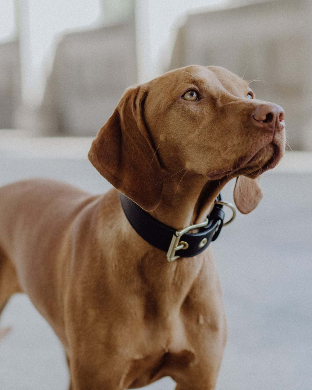 Allen Barkly Lederhalsband schwarz