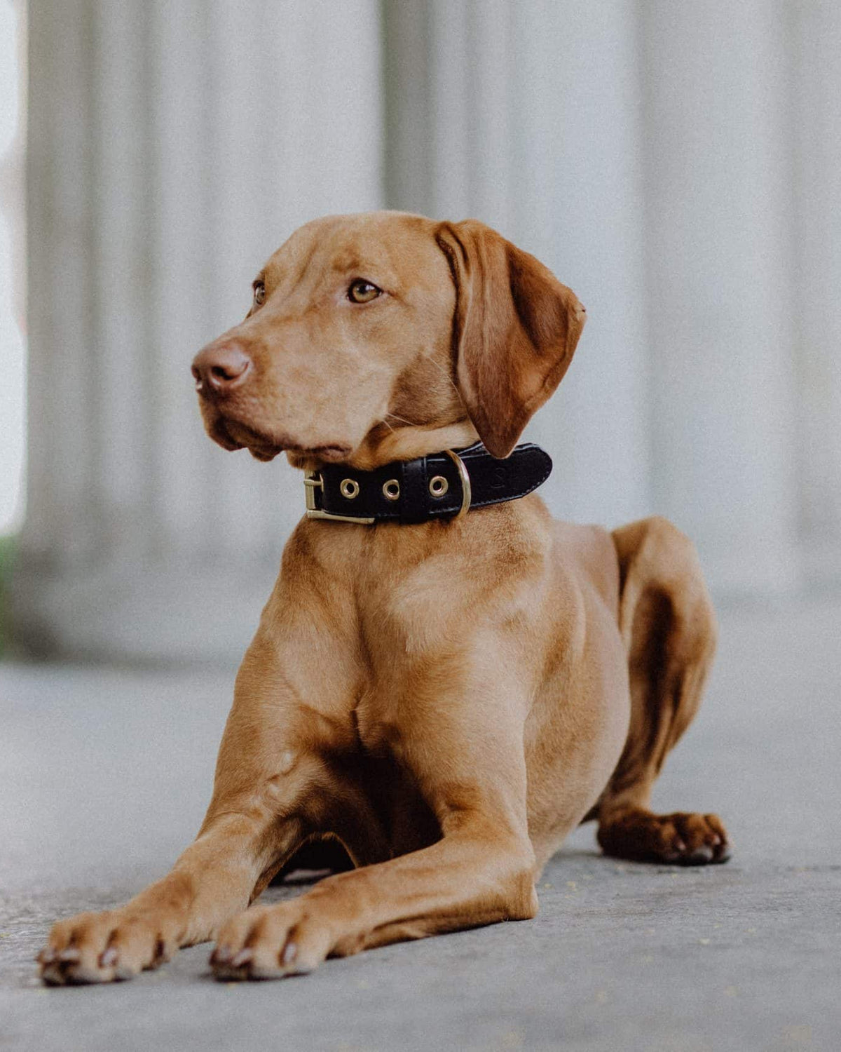 Allen Barkly Lederhalsband schwarz