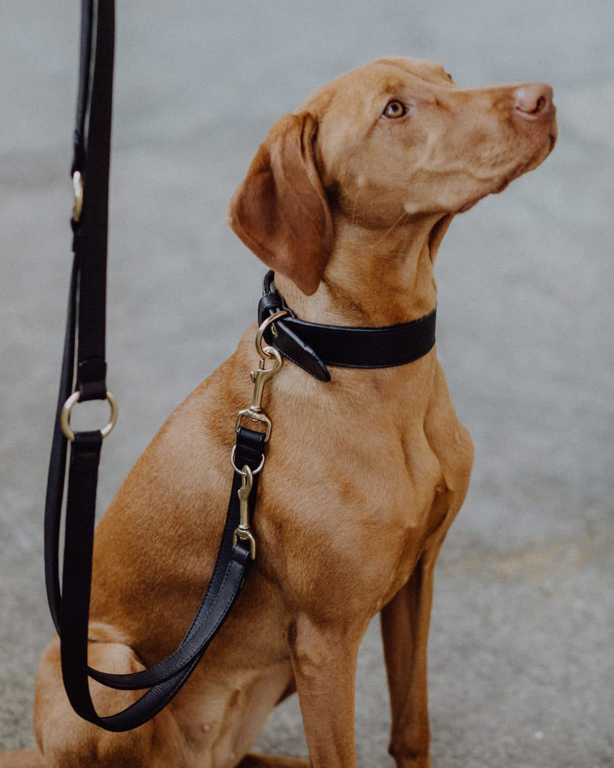 Allen Barkly Lederleine Schwarz