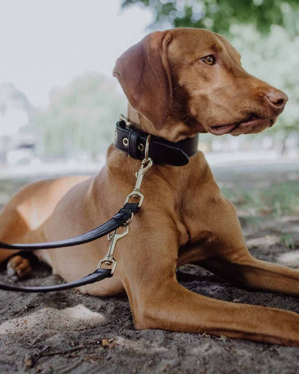 Allen Barkly Lederleine Schwarz