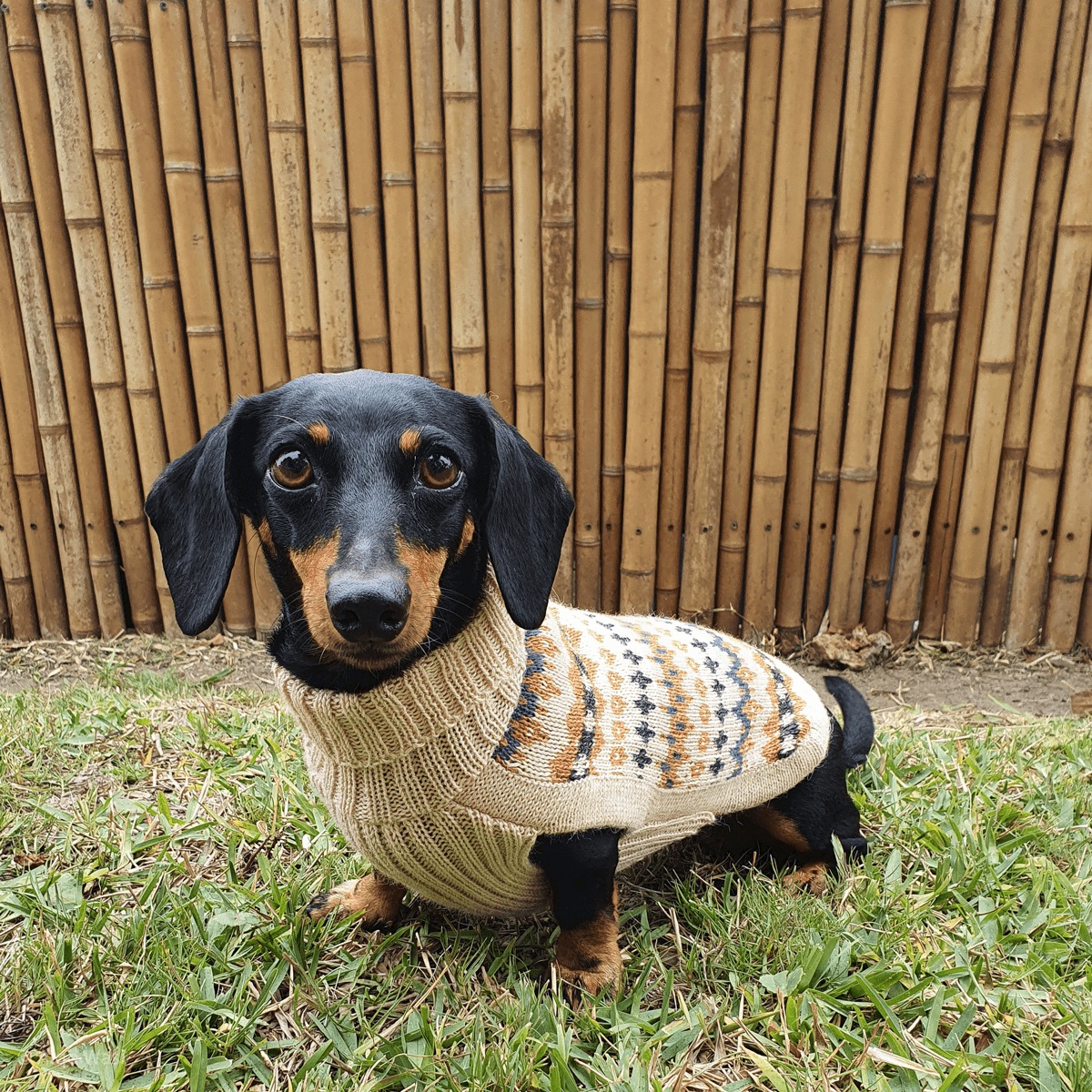 Alqo Wasi Dog Sweater Golden Dreams