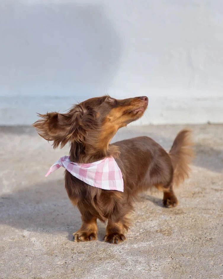 CAFIDE Bandana Vichy Pink