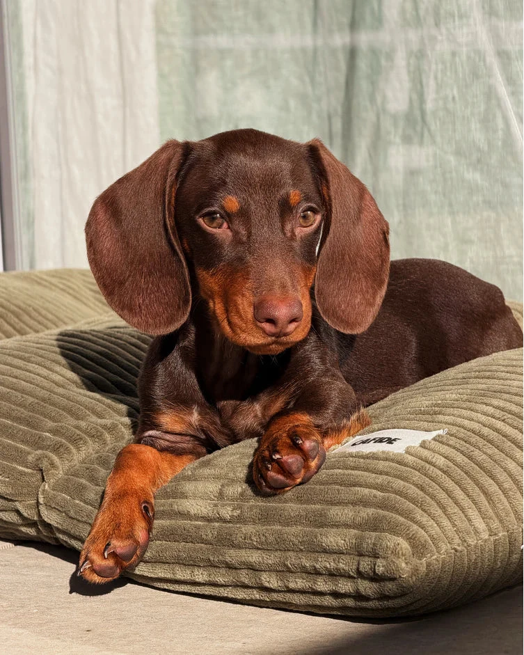 CAFIDE Hundekissen Bela Cord Grün
