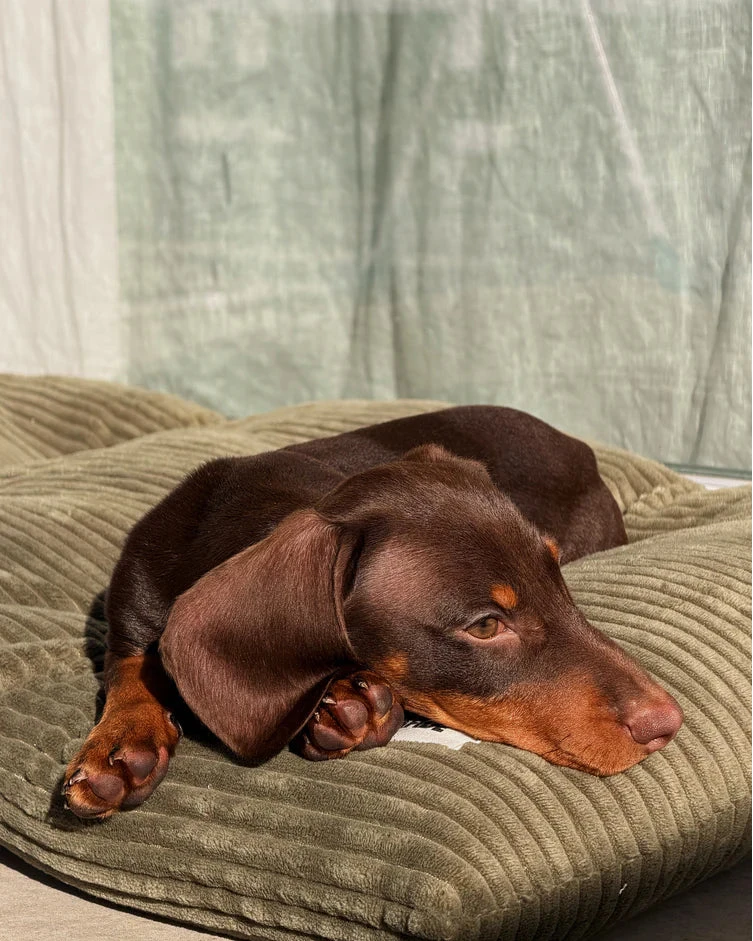 CAFIDE Hundekissen Bela Cord Grün