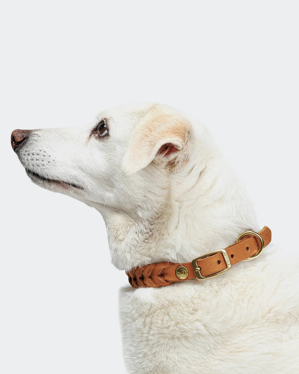 CLOUD7 Dog Collar Central Park Camel