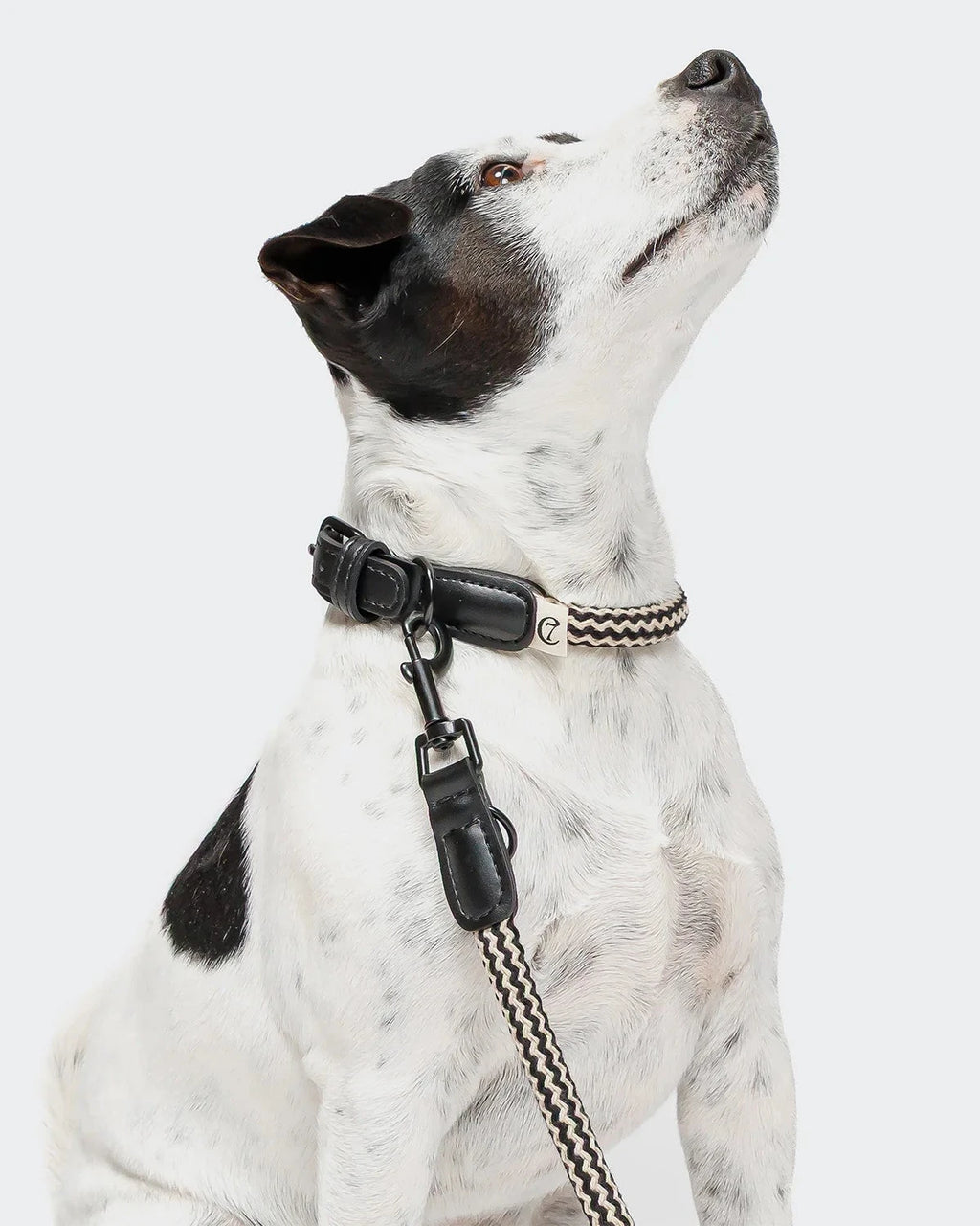 CLOUD7 Halsband Mauerpark Zigzag Black