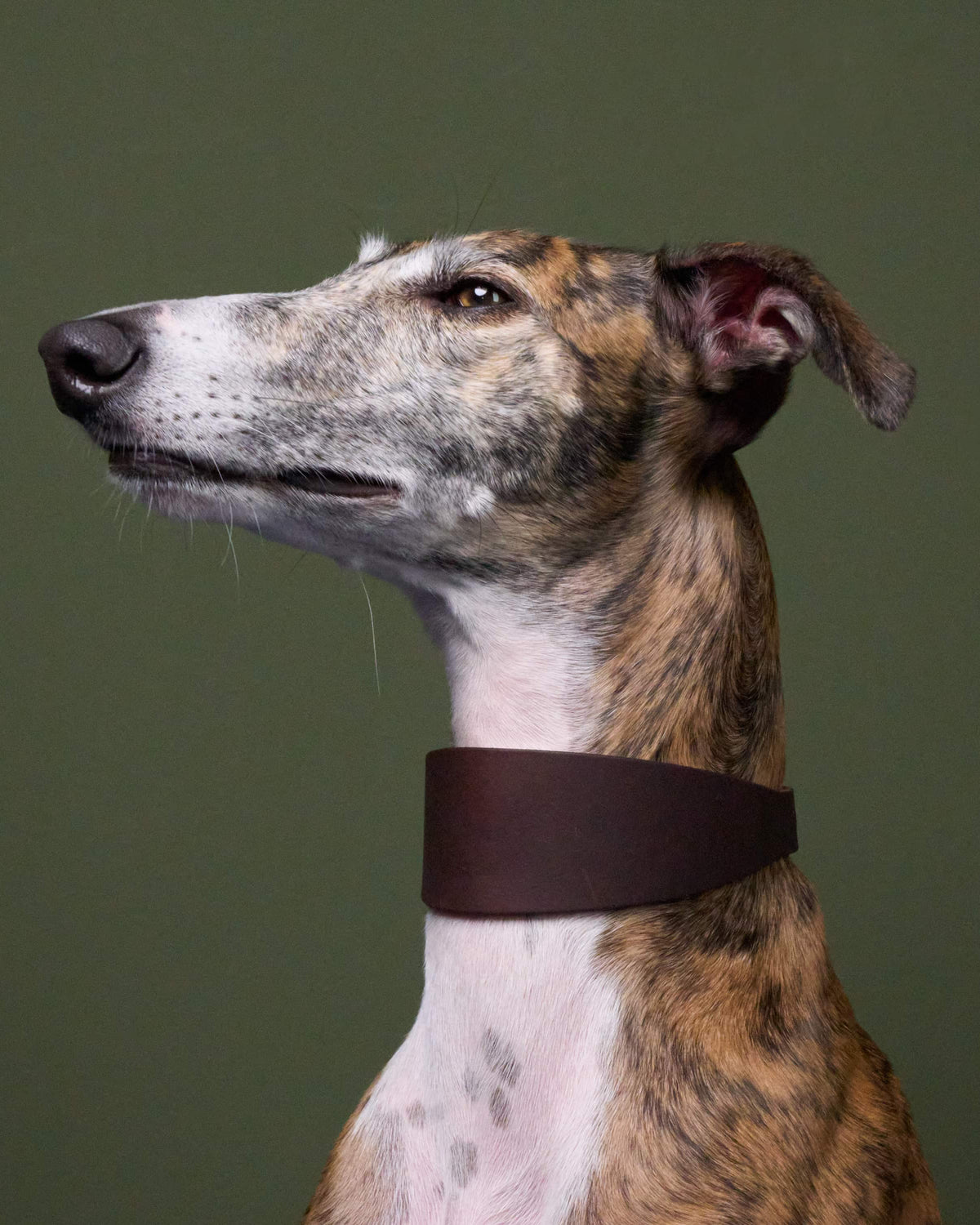 CLOUD7 Collar Regent Park GREYHOUND Saddle Brown