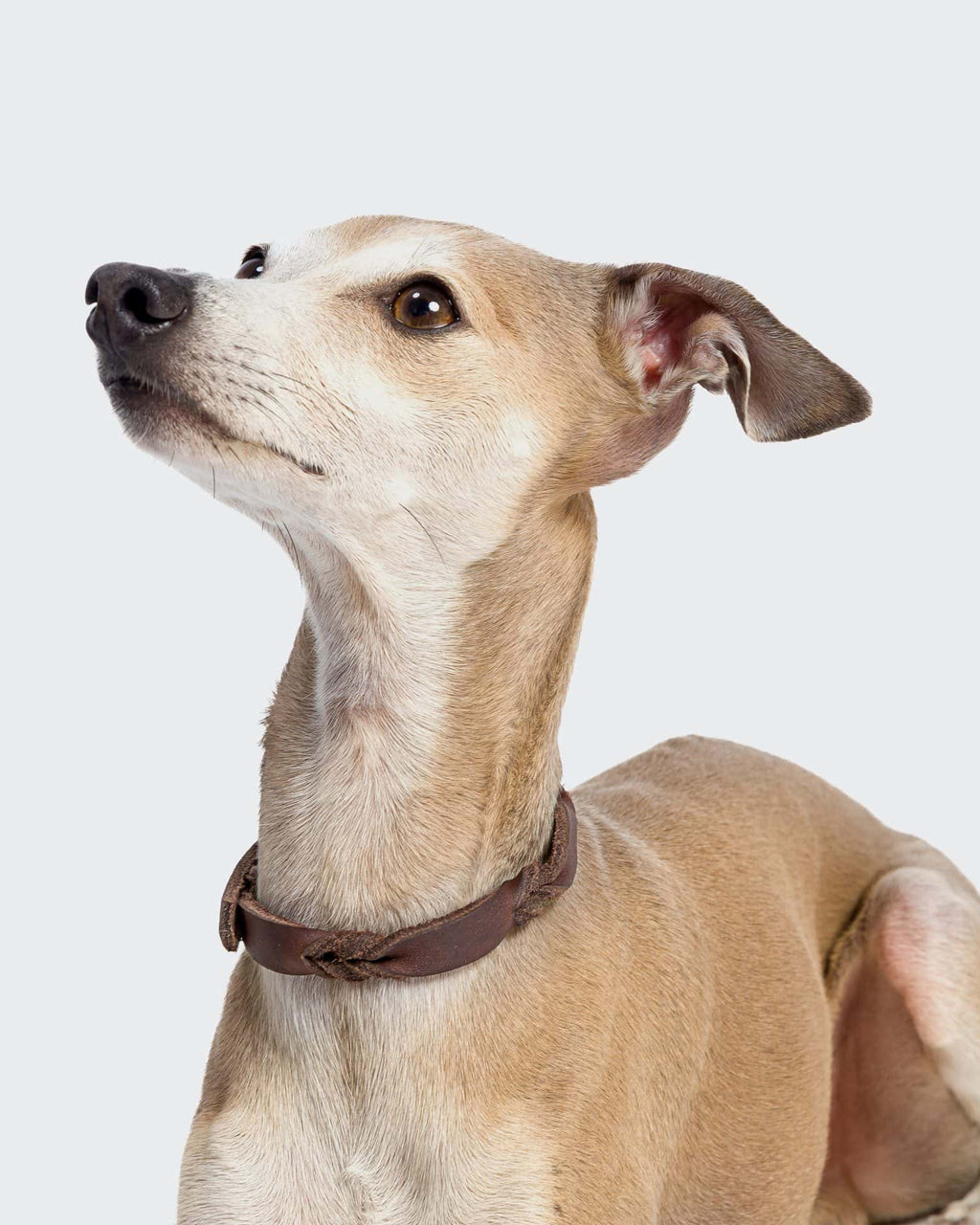 CLOUD7 Collar Riverlino Saddle Brown