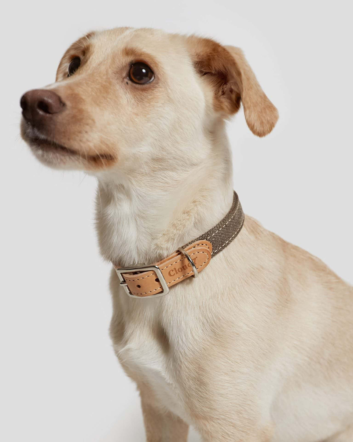 CLOUD7 Collar Tivoli Black Cognac