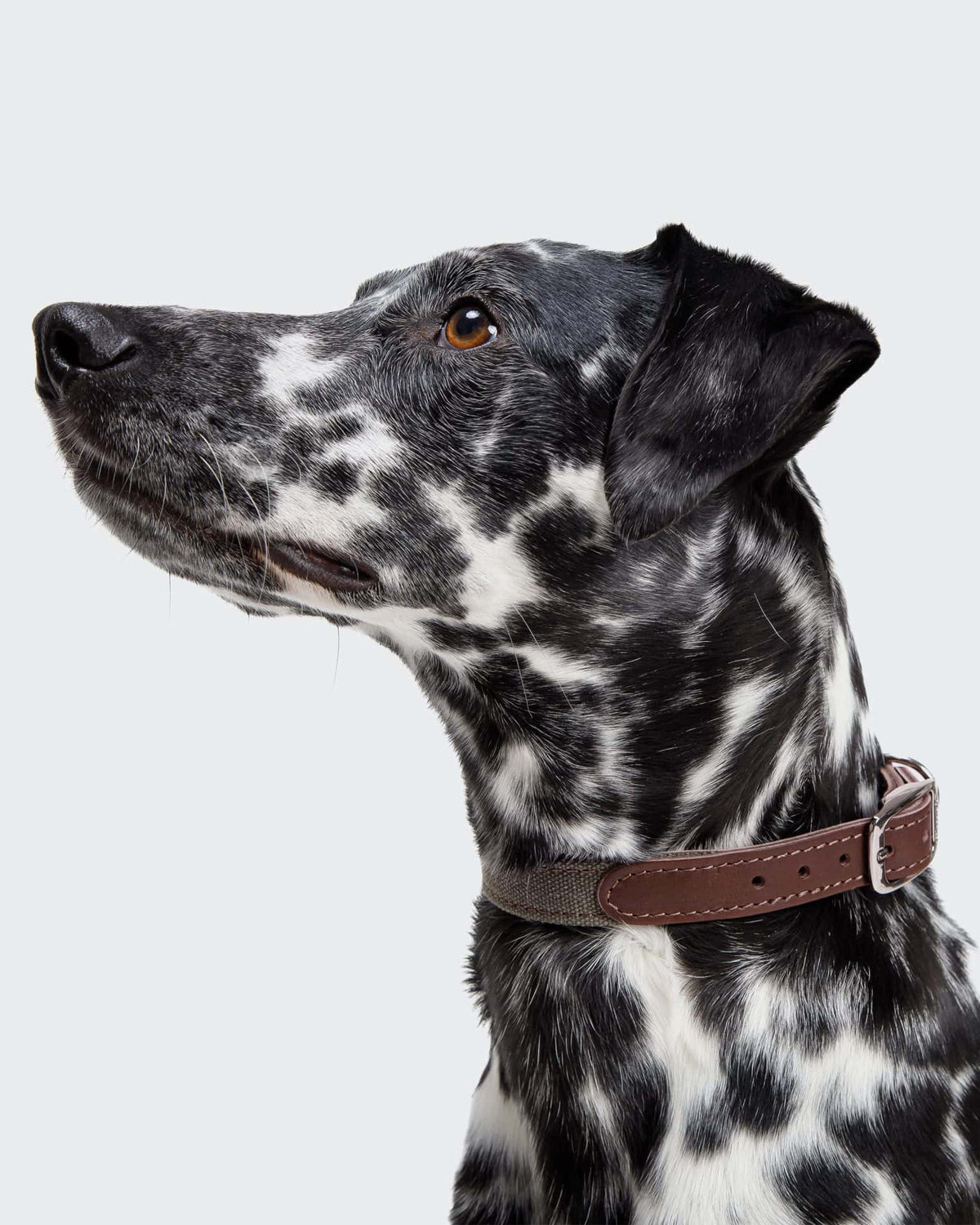 CLOUD7 Collar Tivoli Olive