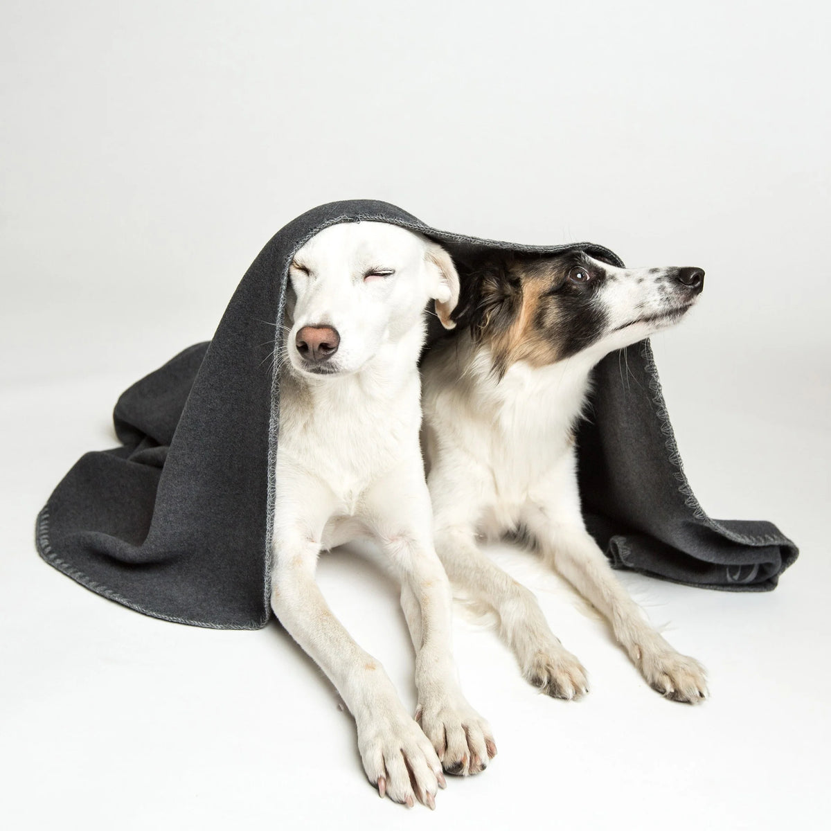 CLOUD7 Dog Blanket Fleece Anthra