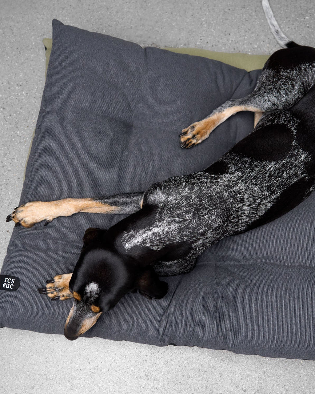 CLOUD7 Dog Bed RESC7UE Anthracite