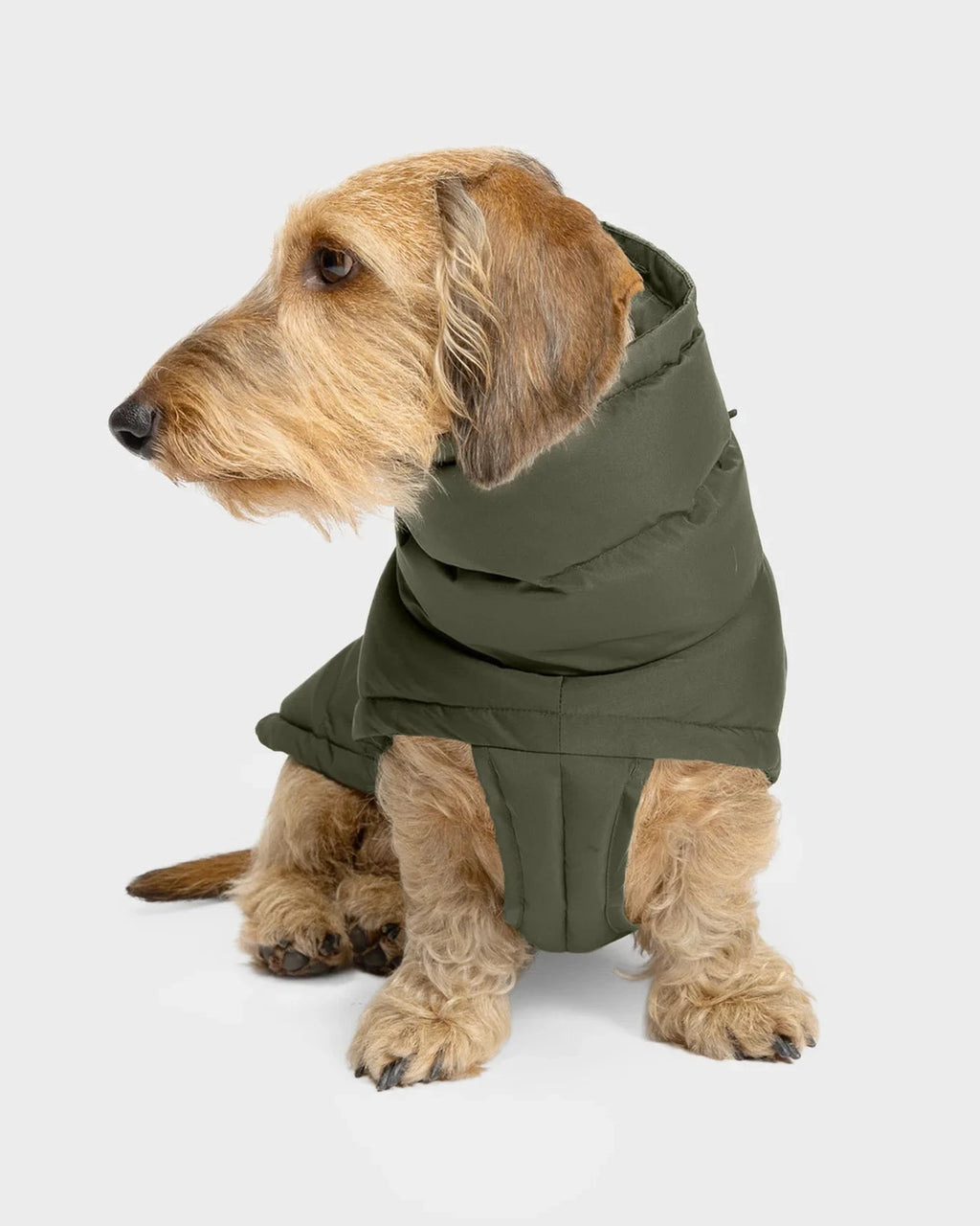 CLOUD7 Hundemantel Alaska DACKEL Light Olive