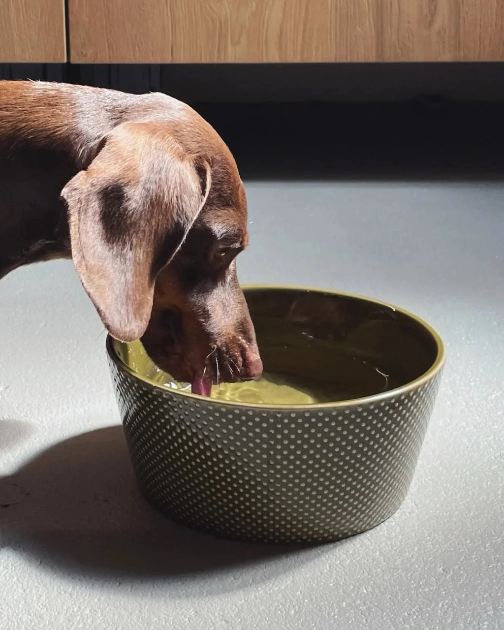 CLOUD7 Dog Bowl Alain Avocado