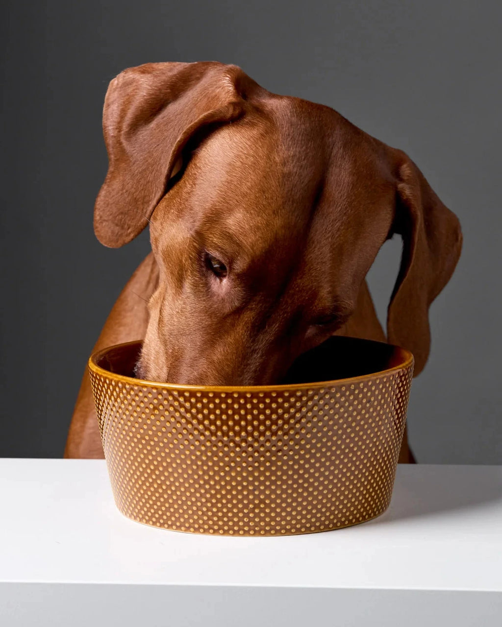 CLOUD7 Dog Bowl Cinnamon
