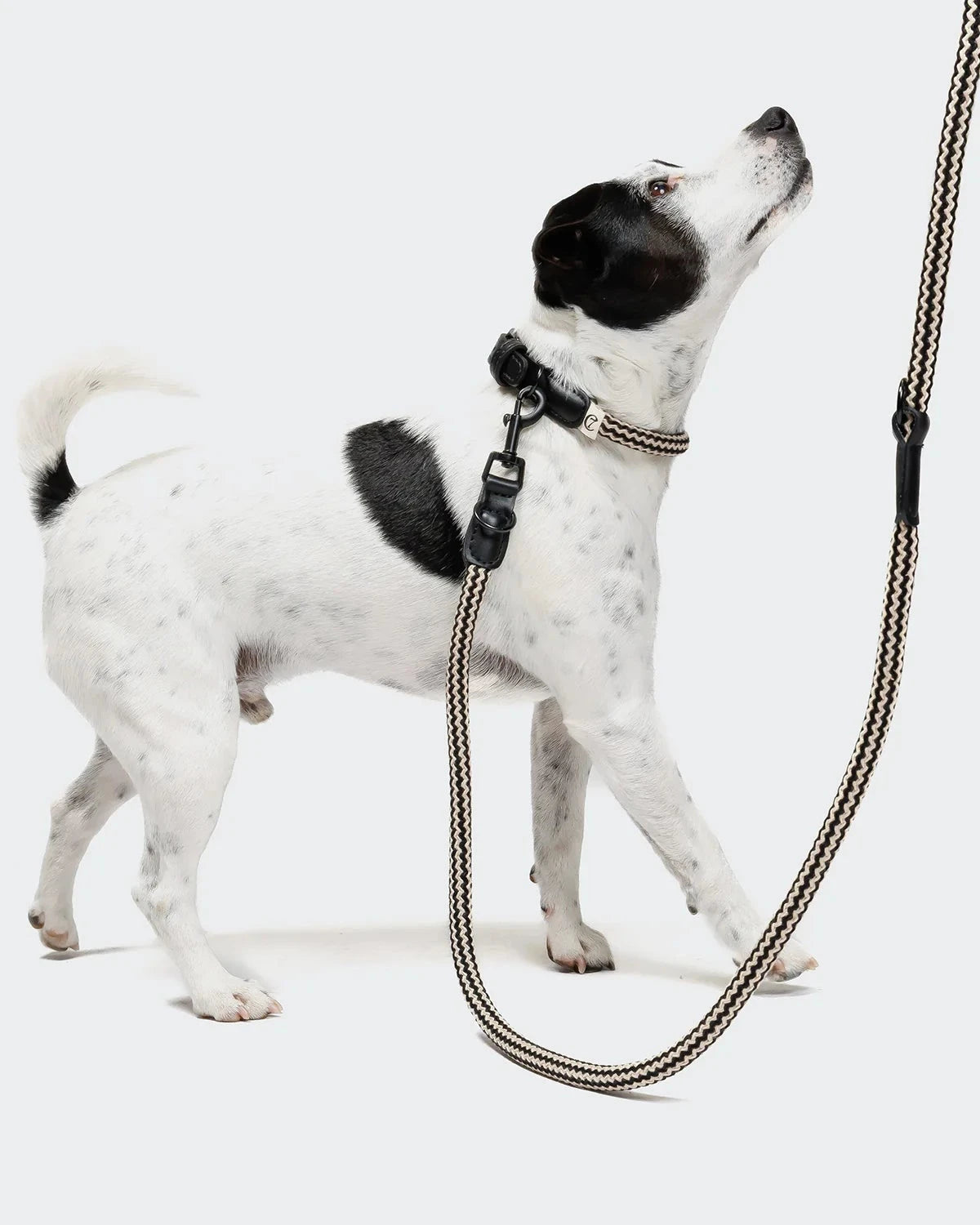CLOUD7 Leash Mauerpark Zigzag Black