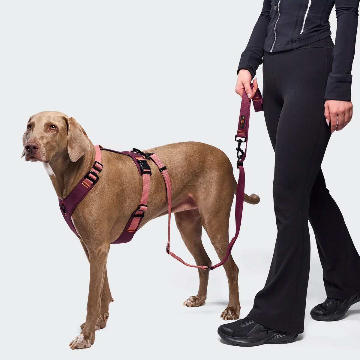 CLOUD7 Y-2 Geschirr AKTIV Softshell Aubergine/Soft Rose