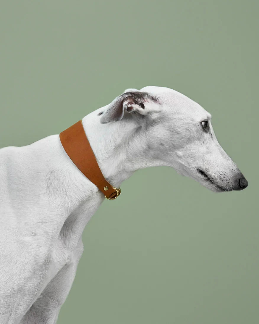 CLOUD7 Dog Collar Regent Park GREYHOUND Camel