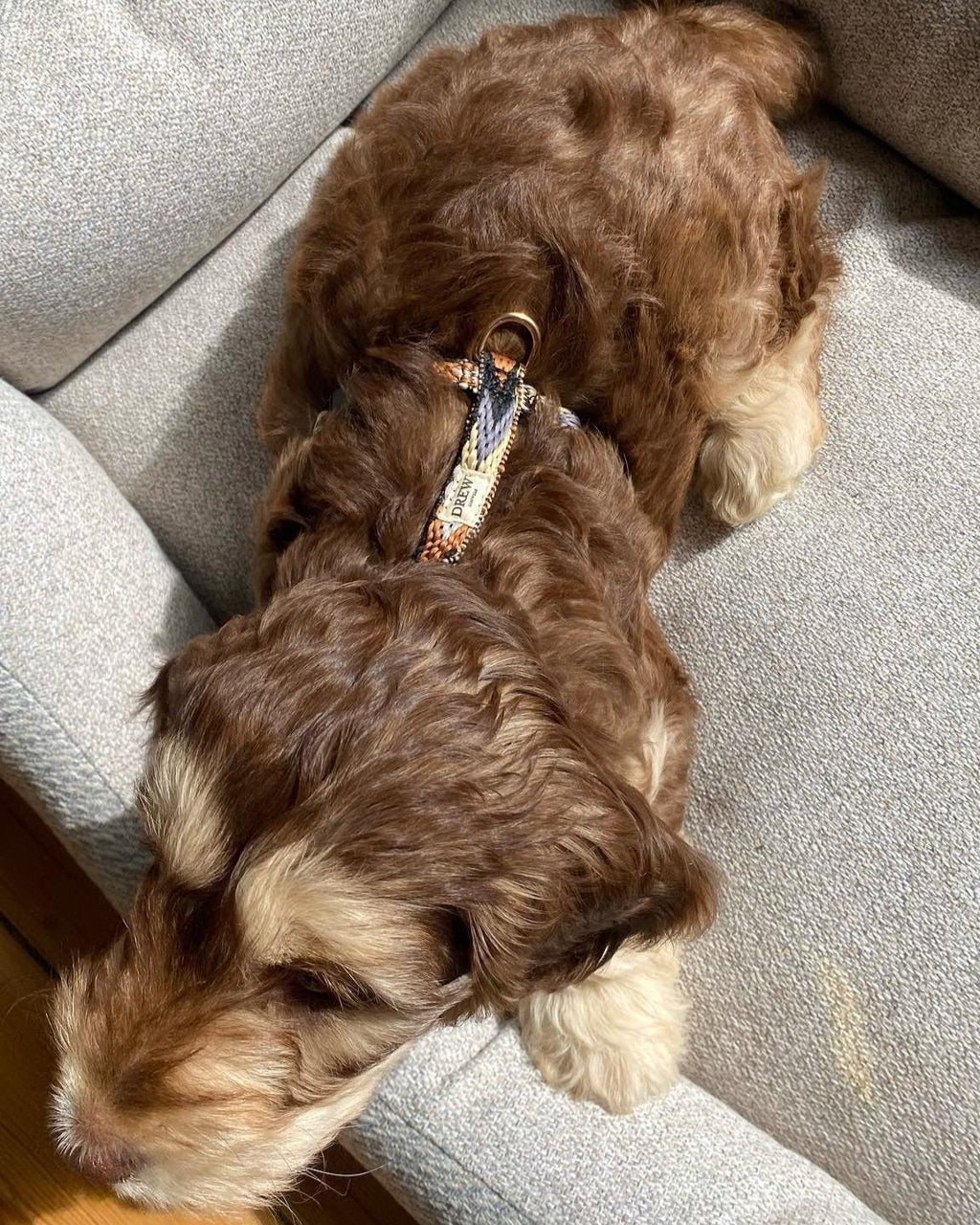 Drew's Dogwear Geschirr Dark Arrow