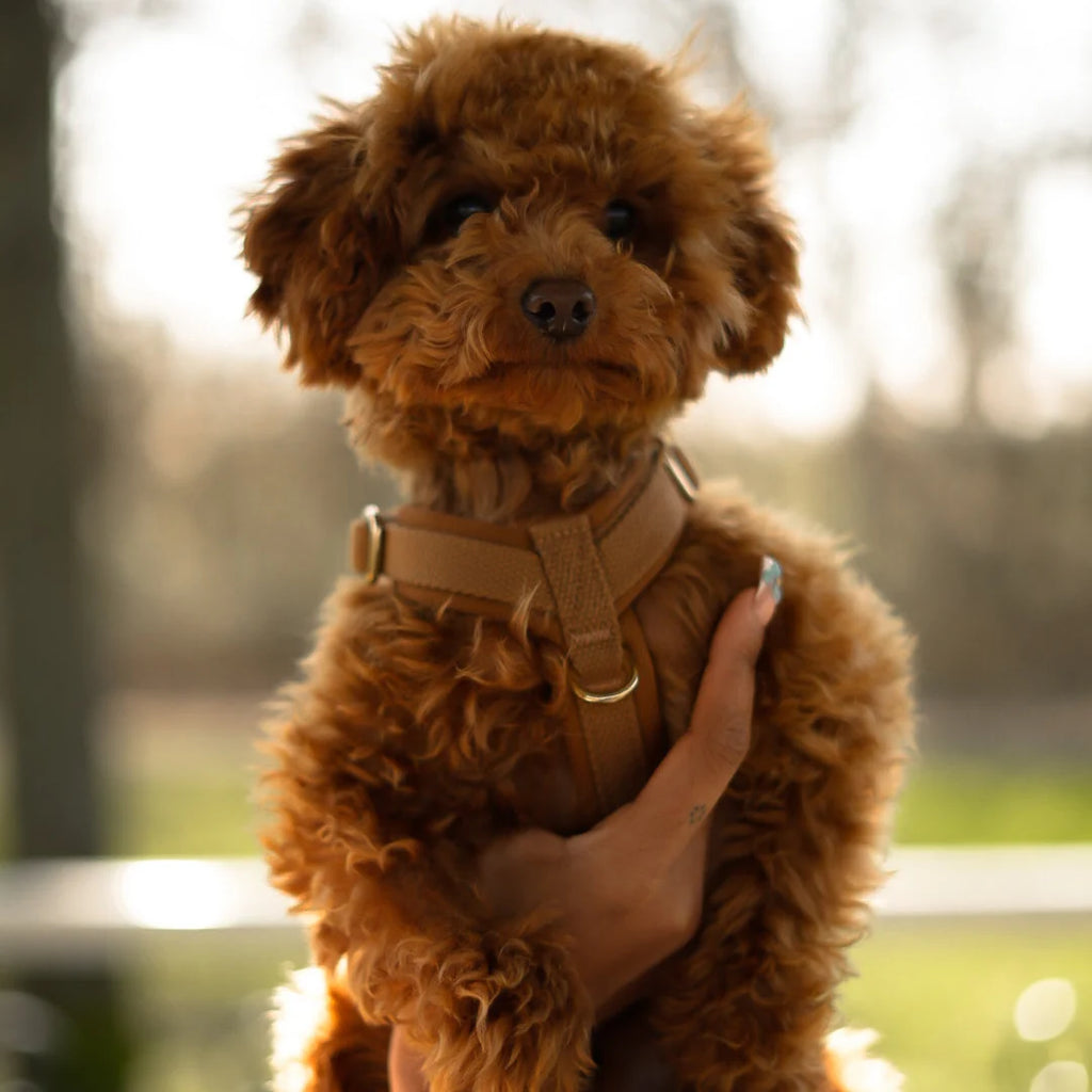 Drew's Dogwear Geschirr PRO Cortado