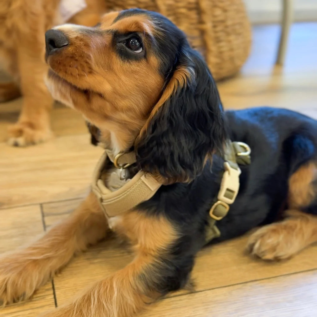 Drew's Dogwear Geschirr PRO Oliv
