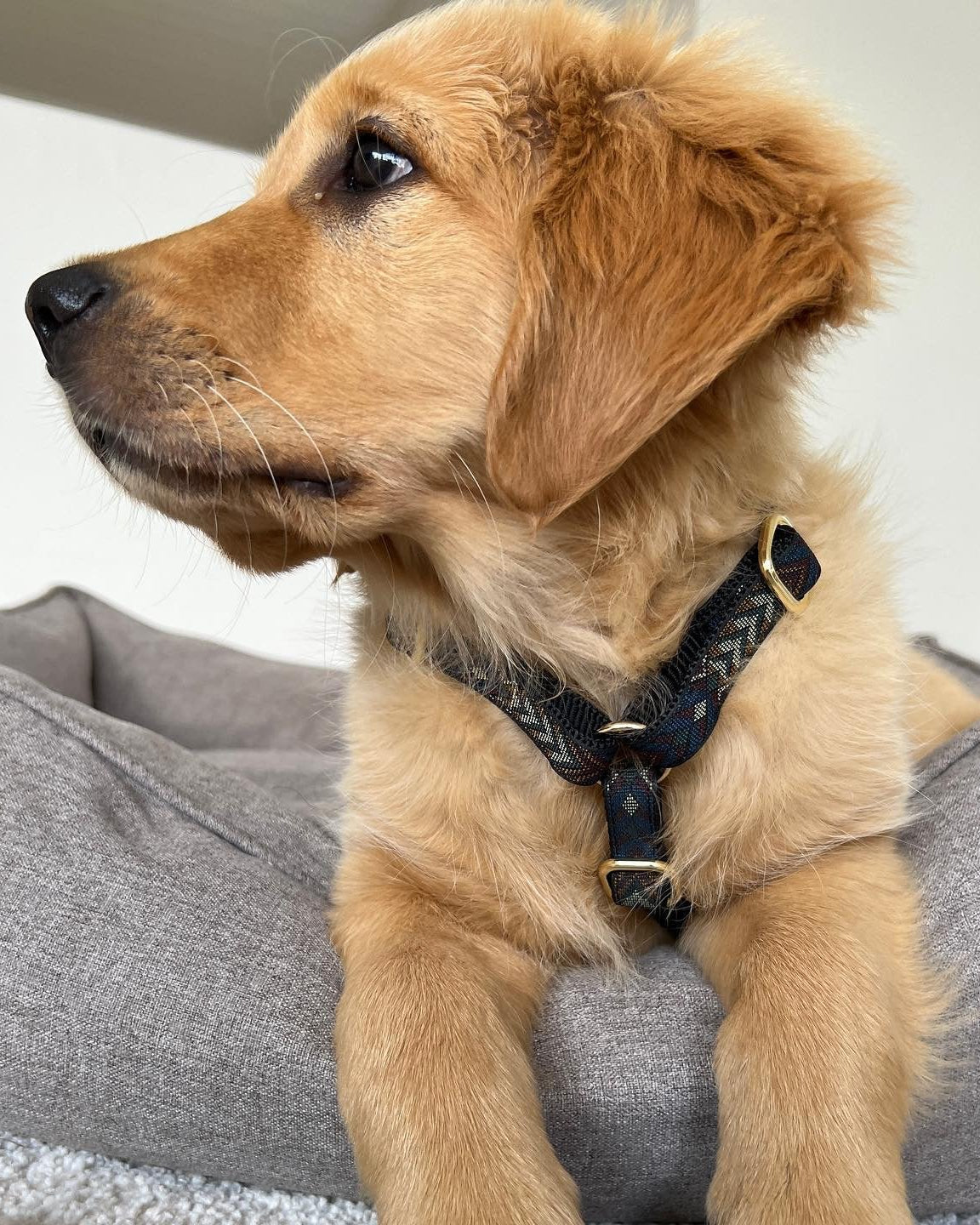 Drew's Dogwear Geschirr Woody V2