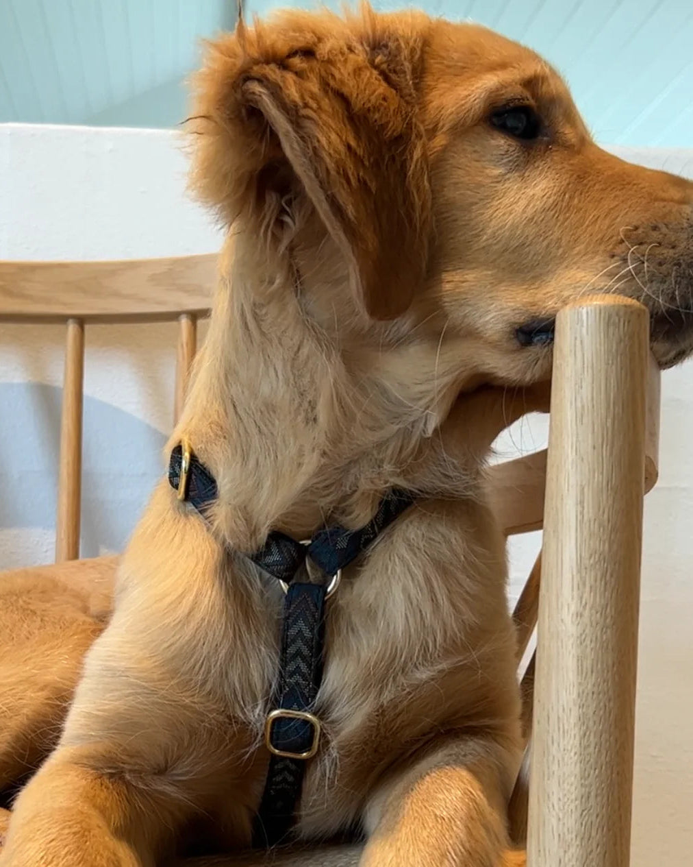 Drew's Dogwear Geschirr Woody V2