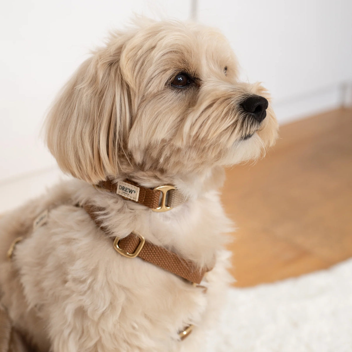 Drew's Dogwear Halsband Cortado