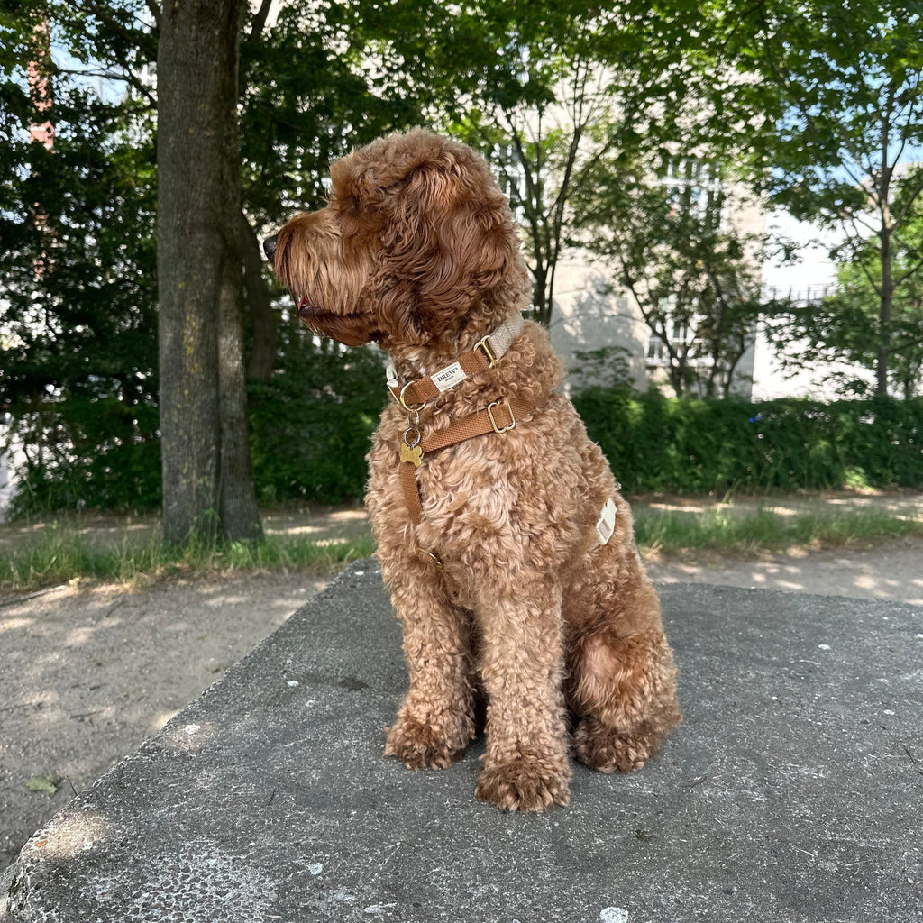 Drew's Dogwear Halsband Cortado