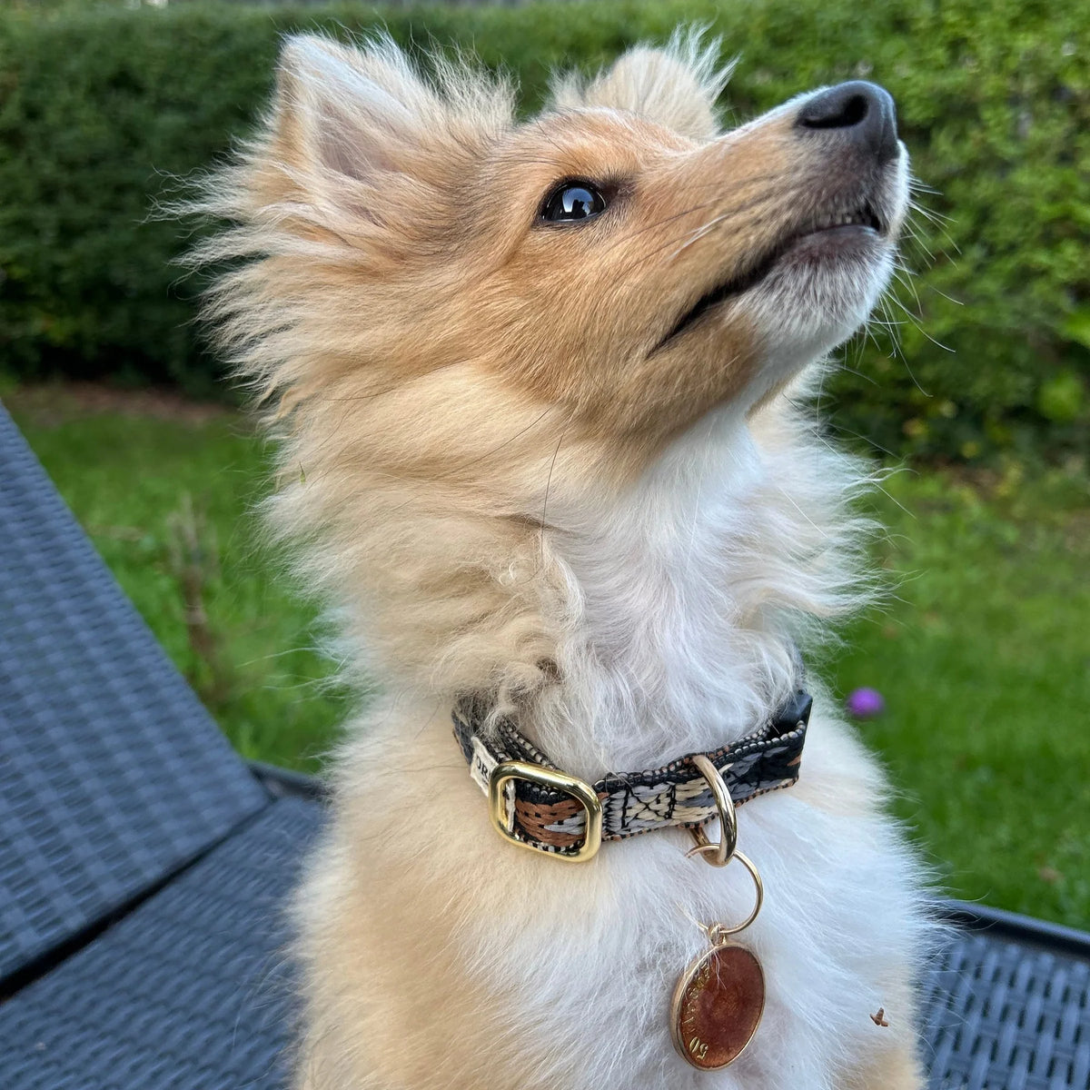 Drew's Dogwear Halsband Dark Arrow