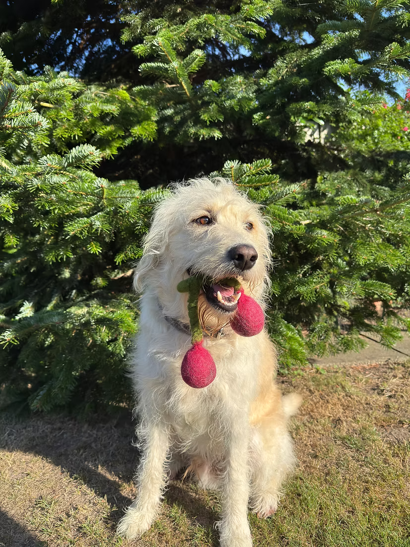 Herz&Hund Bio Wollfilz Kirschen