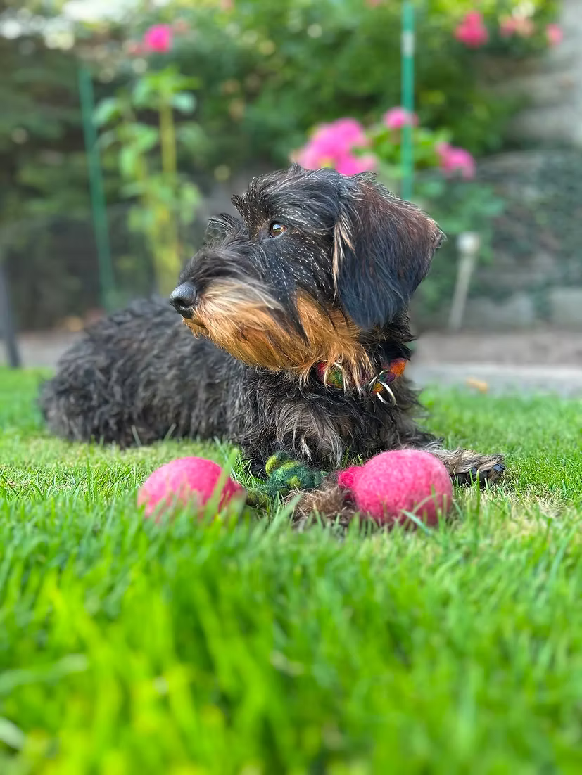 Herz&Hund Bio Wollfilz Kirschen
