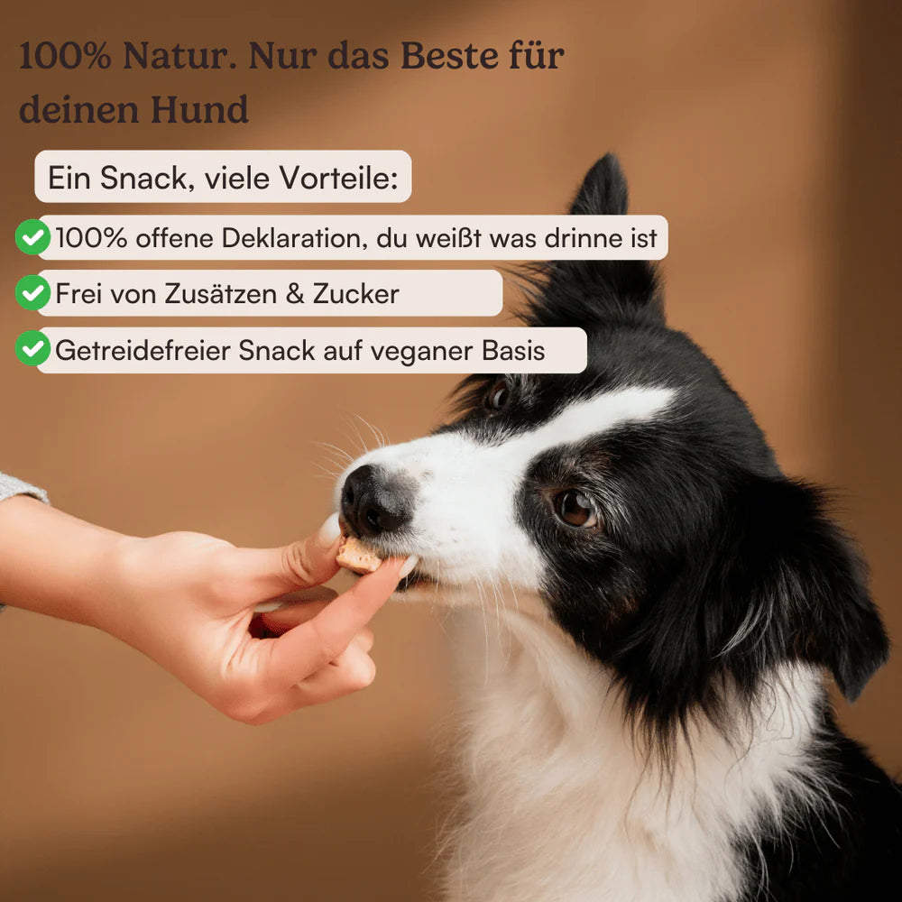 Dog Walk Treats Senior Feast