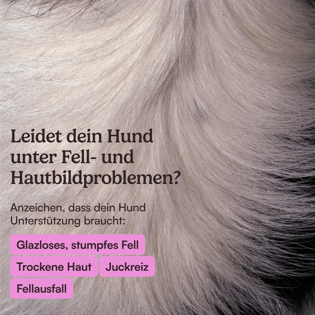 Hunderunde Topping Haut & Fell