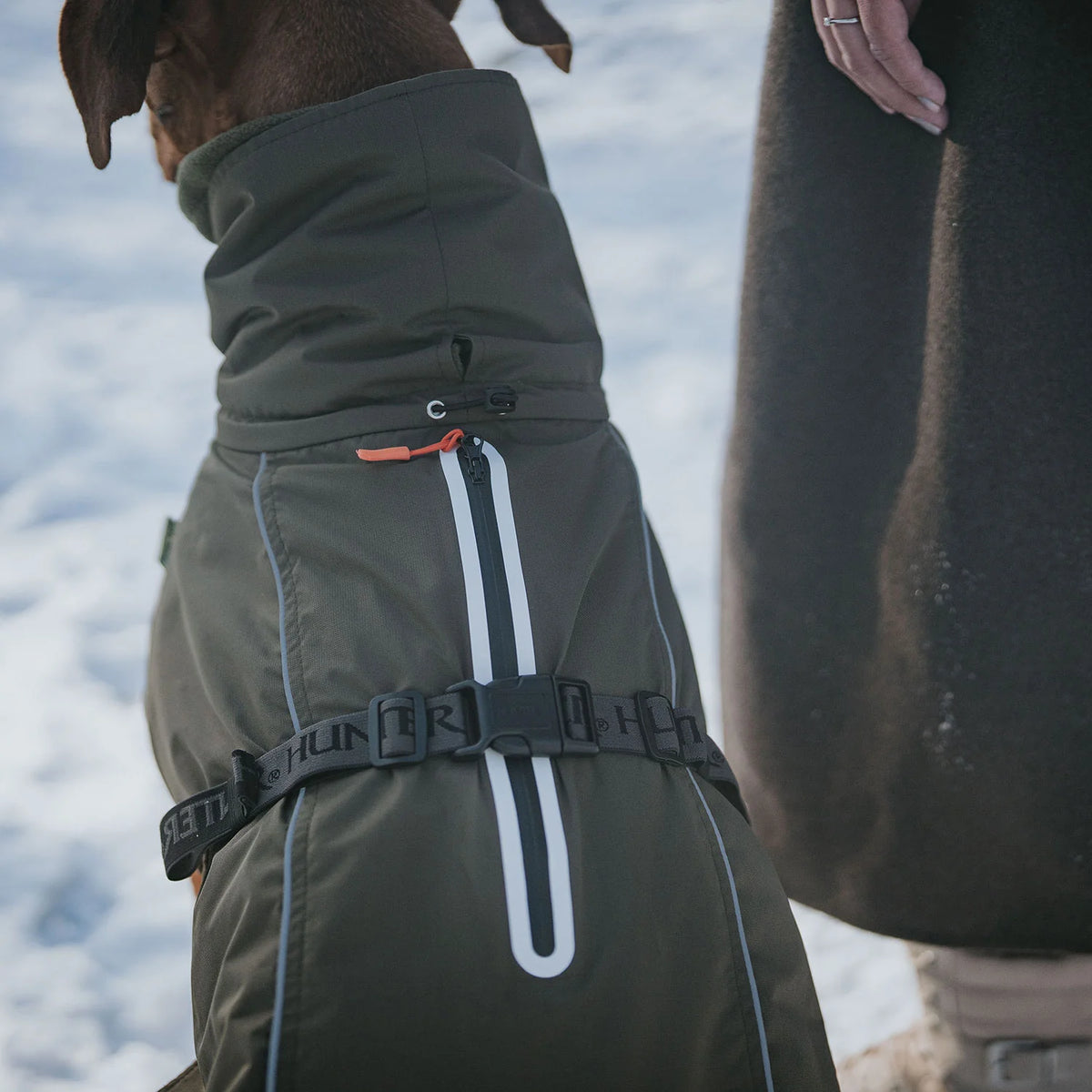 Hunter Dog Coat Nordby Olive