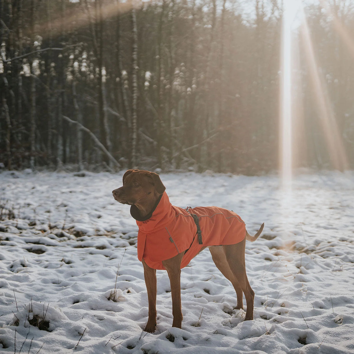 Hunter Hundemantel Nordby Orange