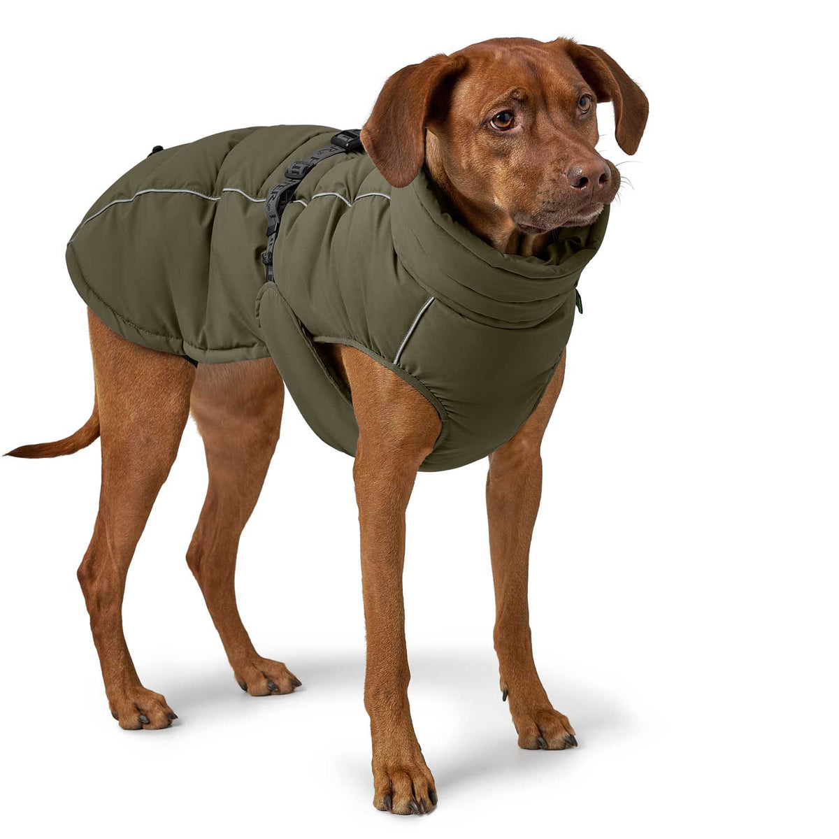 Hunter Hundemantel Paxson Oliv