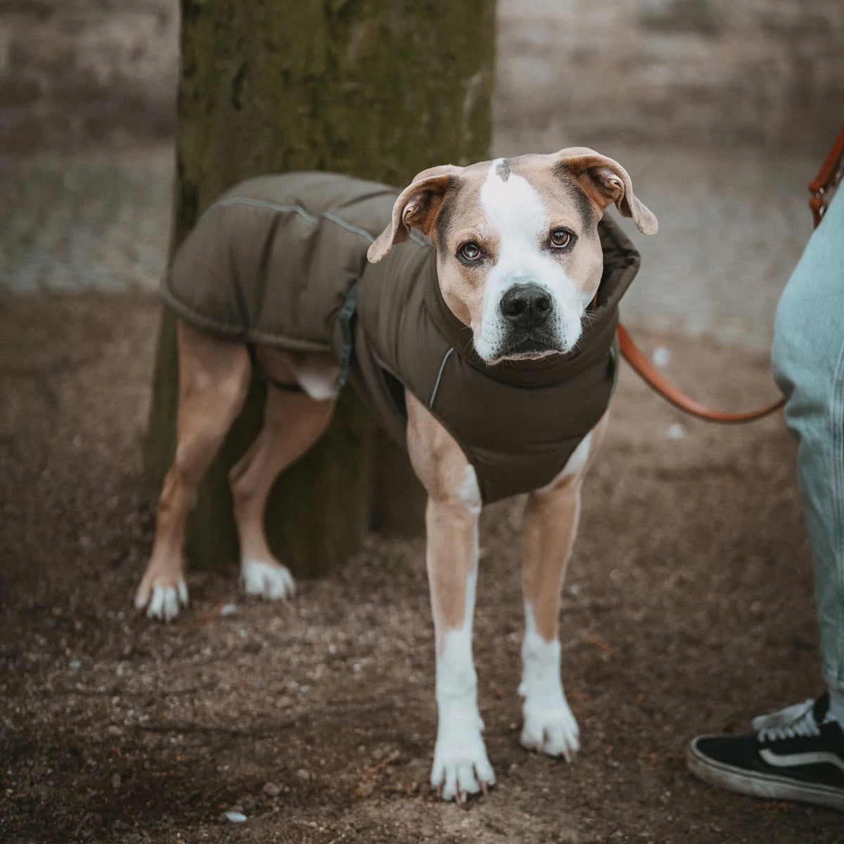 Hunter Hundemantel Paxson Oliv