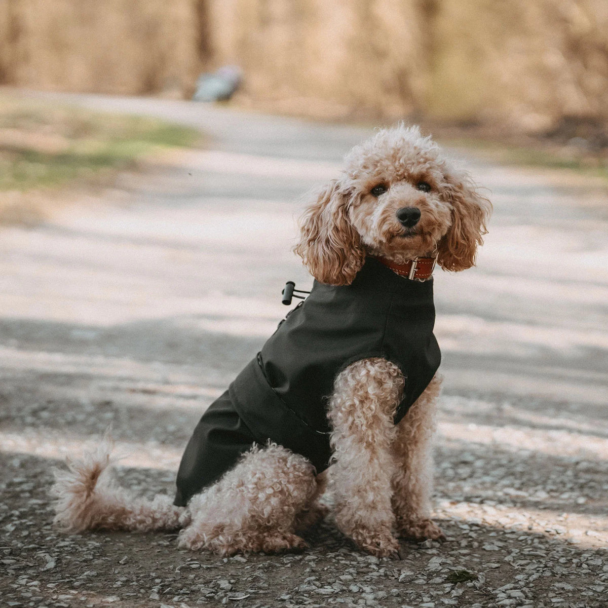 Hunter Dog Raincoat Milford Black