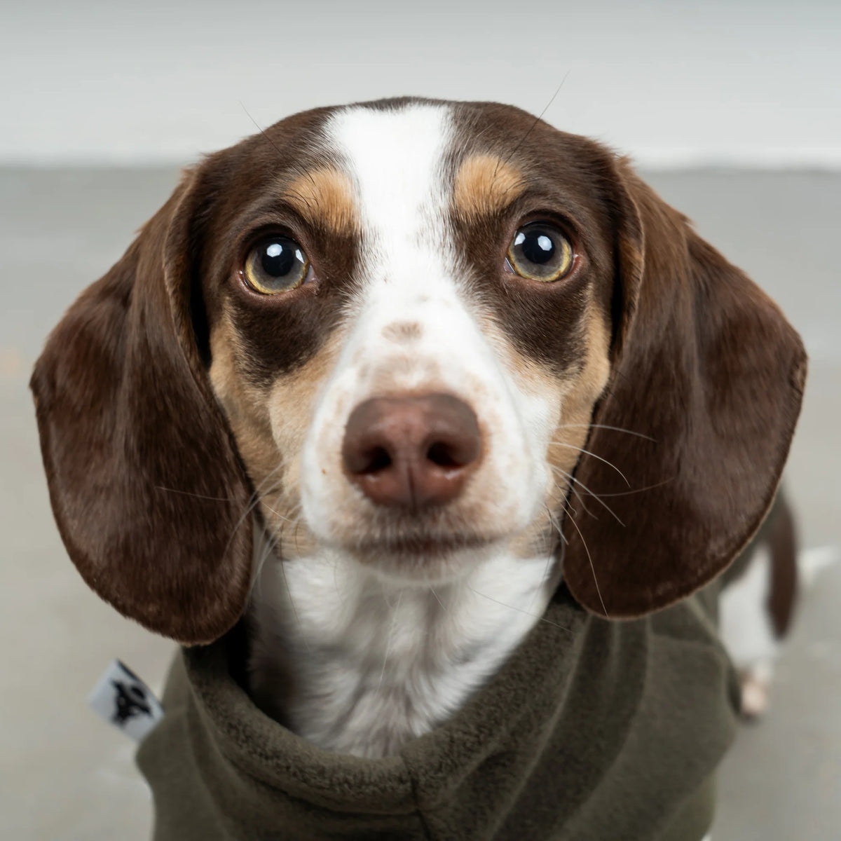 Karma Hund Fleece Shirt DACKEL Olivgrün