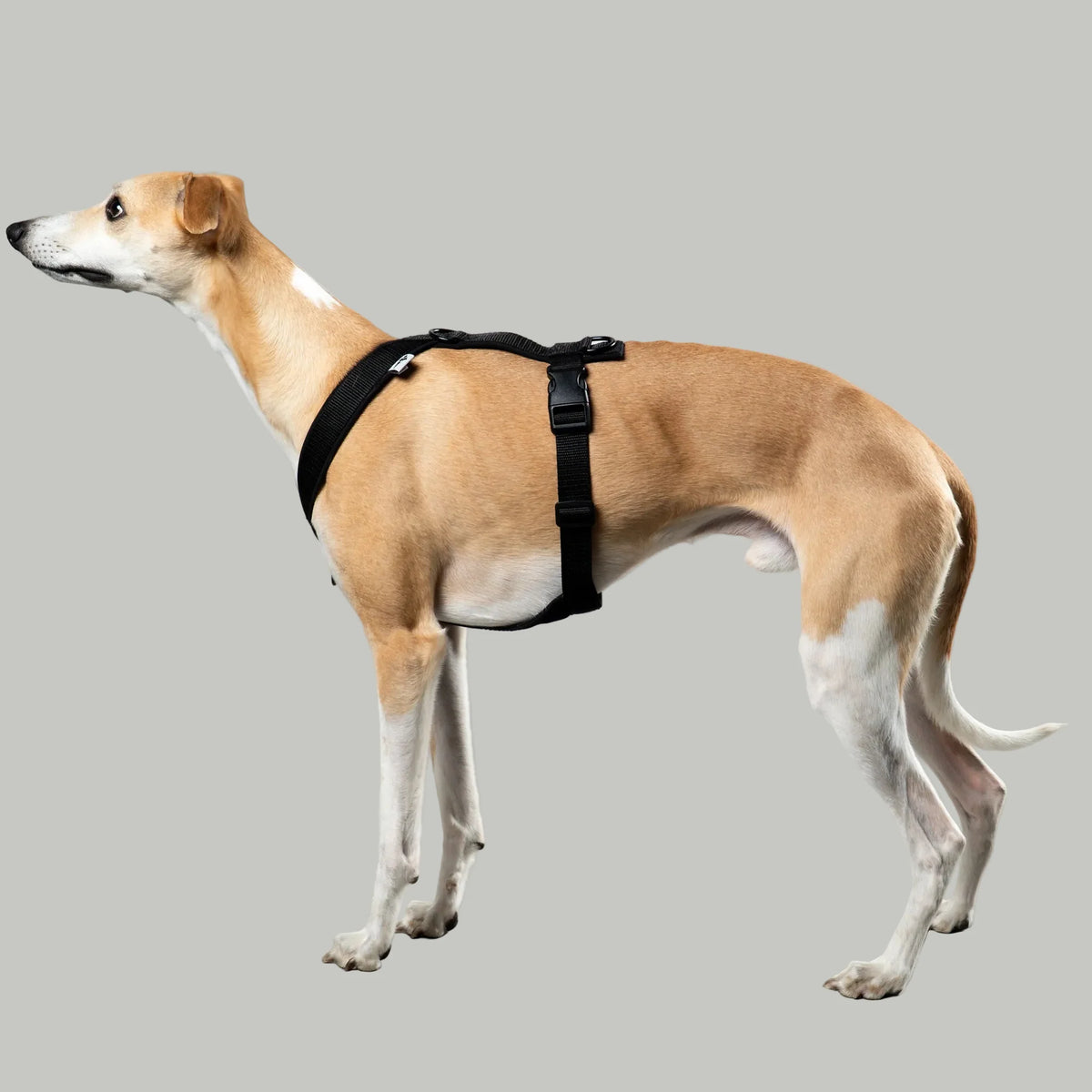 Karma Hund Geschirr WINDHUND Softshell