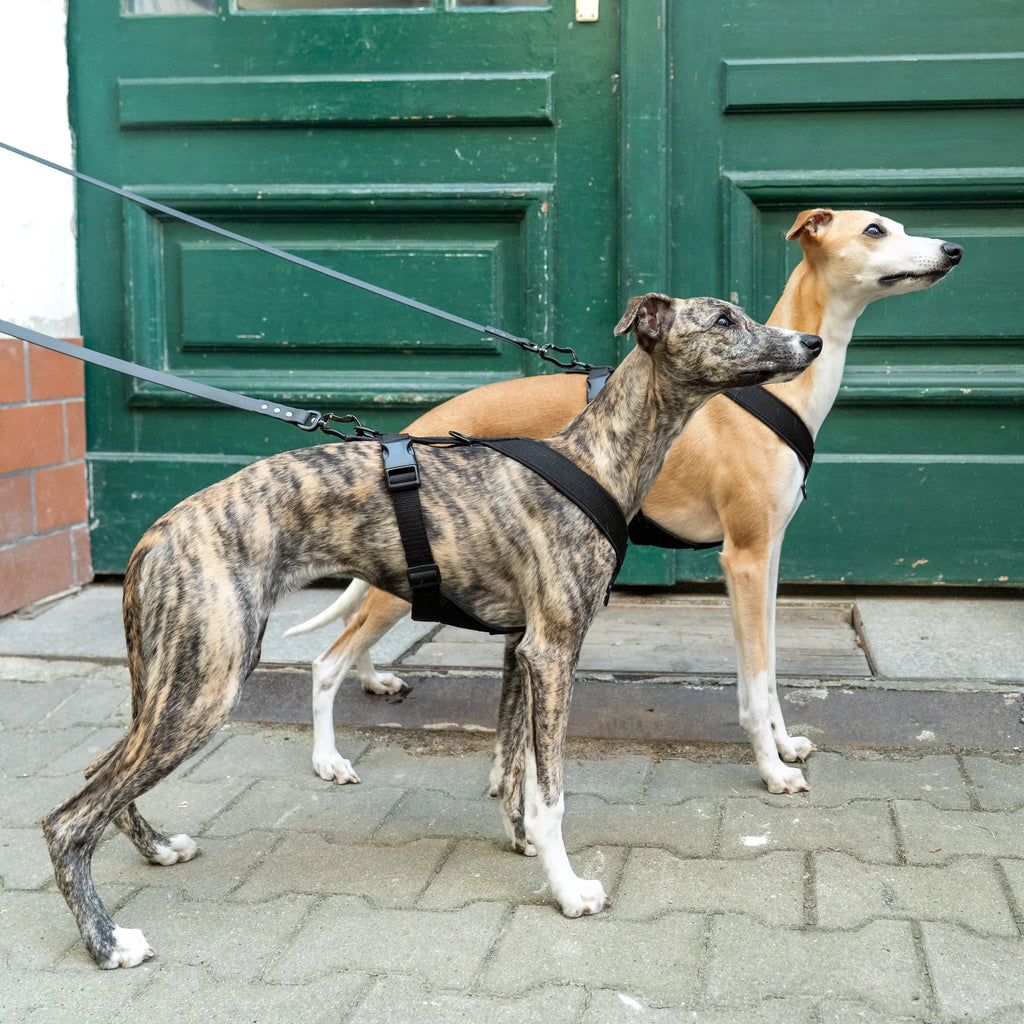 Karma Hund Geschirr WINDHUND Softshell
