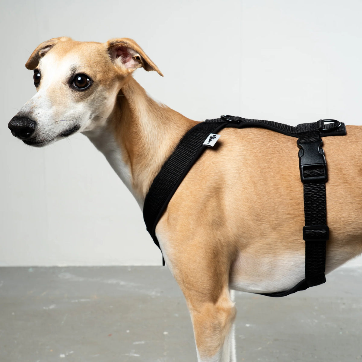 Karma Hund Geschirr WINDHUND Softshell
