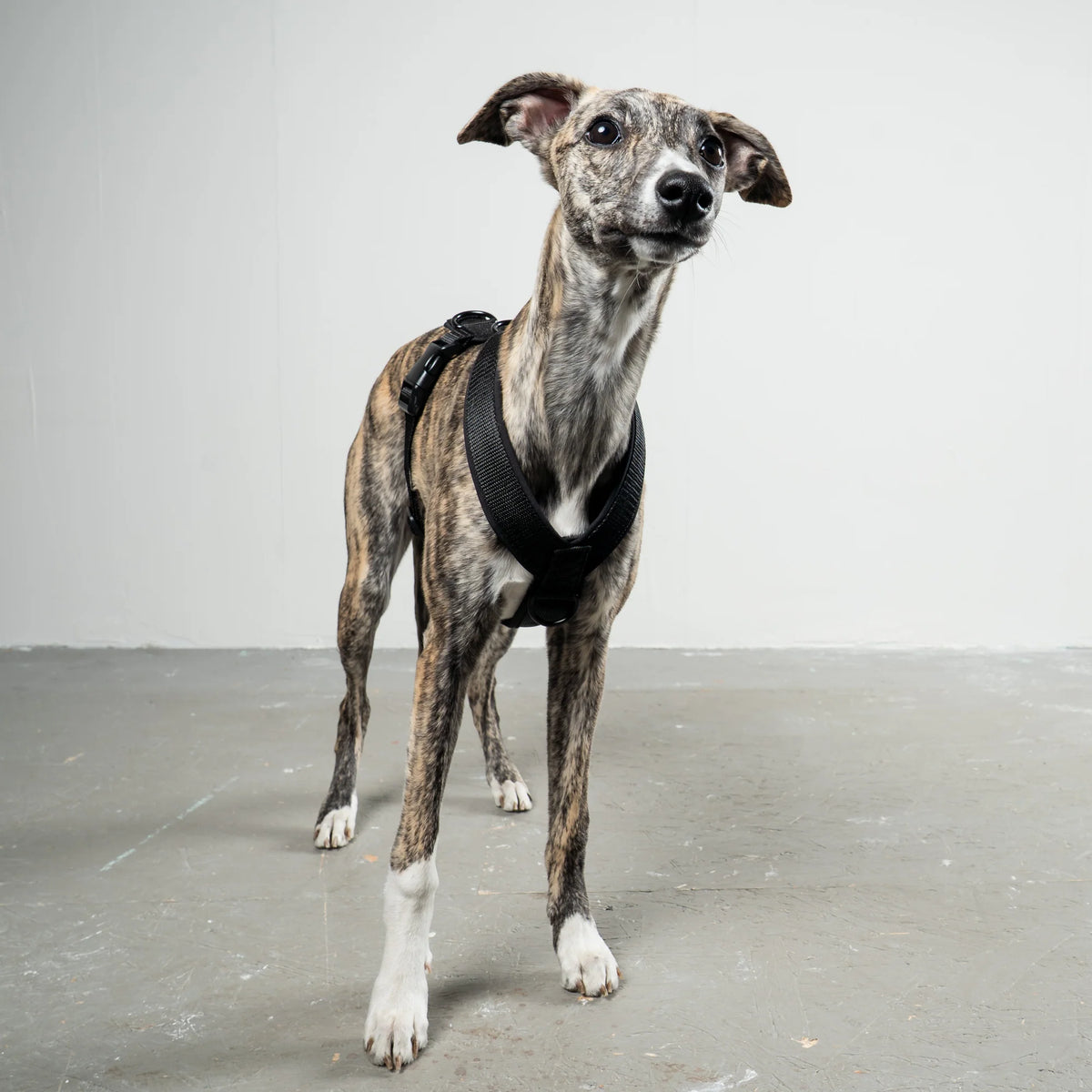 Karma Hund Geschirr WINDHUND Softshell